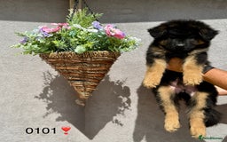 German Shepherd dogs for sale: TAKE FIVE - Image 4