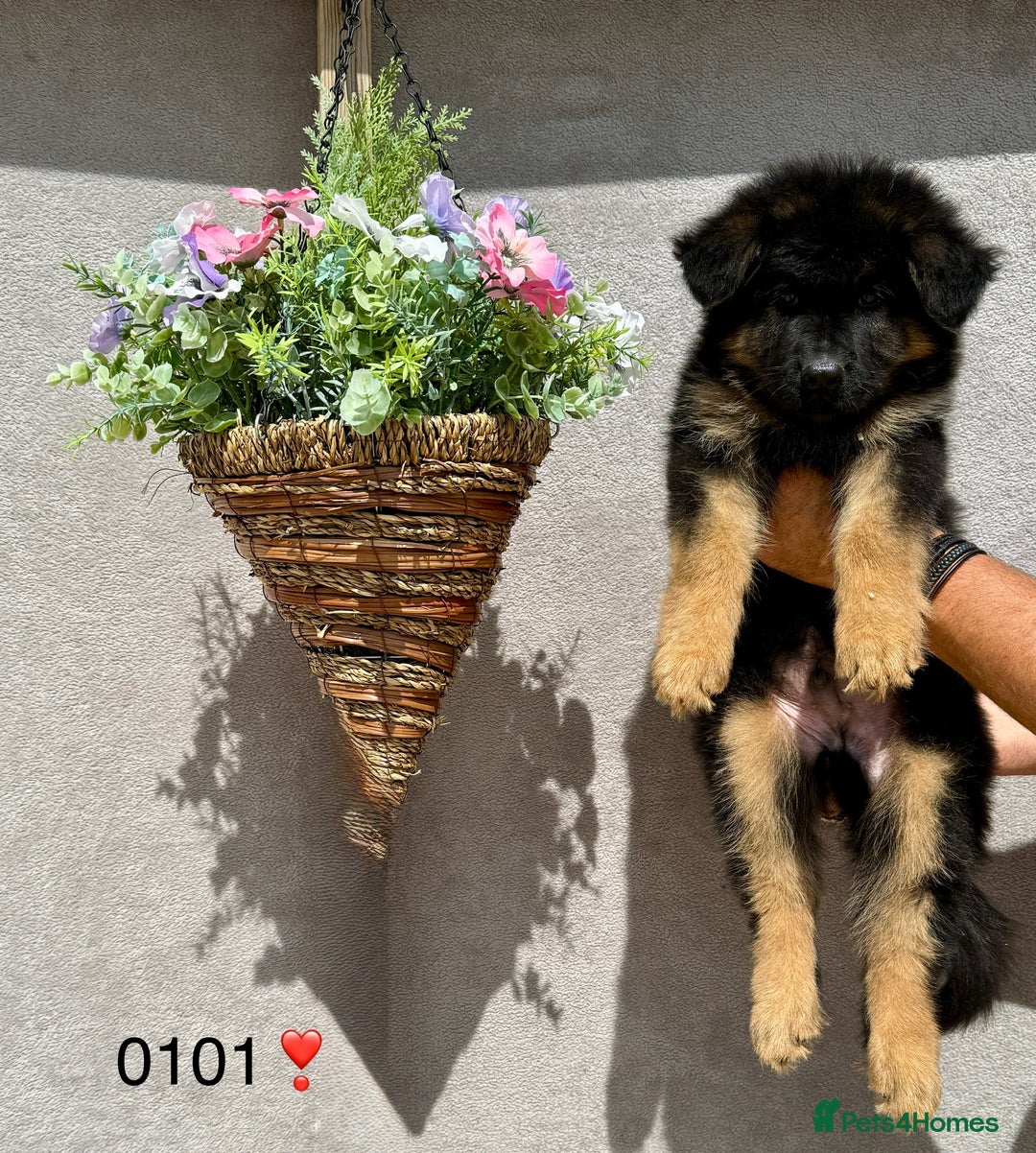 German Shepherd dogs for sale: TAKE FIVE - Image 4