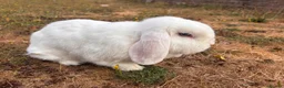 Mini Lop rabbits for sale: Two Blue eye white mini lop rabbits (and hutch) - Advert 9