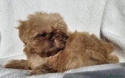 Shih Tzu dogs for sale: Ready now looking for their forever homes  - Image 9