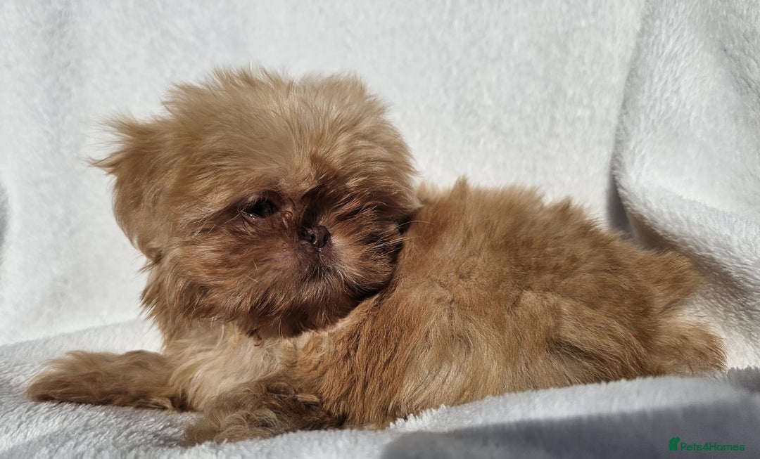 Shih Tzu dogs for sale: Ready now looking for their forever homes  - Image 9