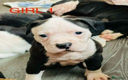 American Bulldog dogs for sale: American Bulldog pups - Image 3