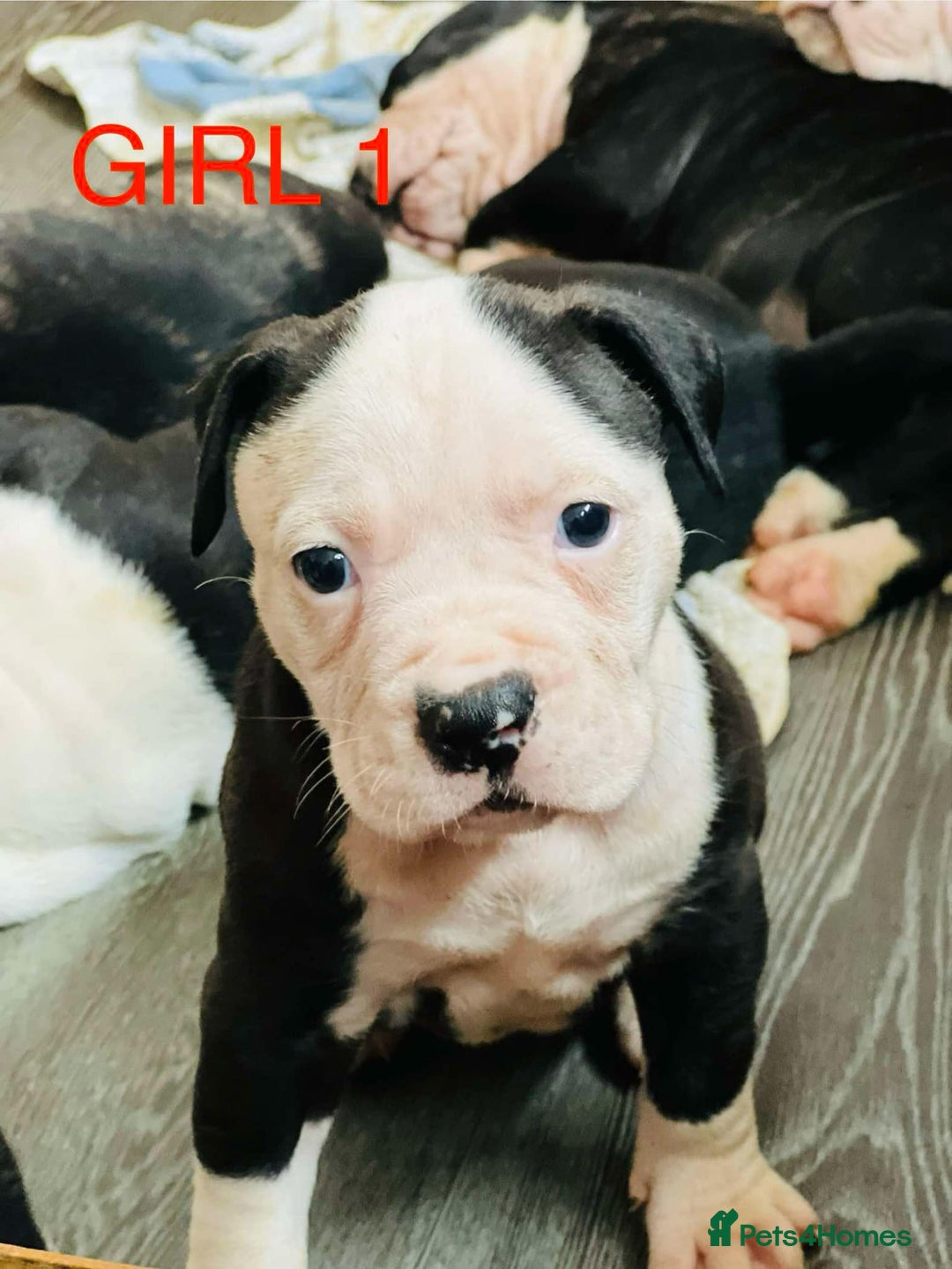 American Bulldog dogs for sale: American Bulldog pups - Image 3