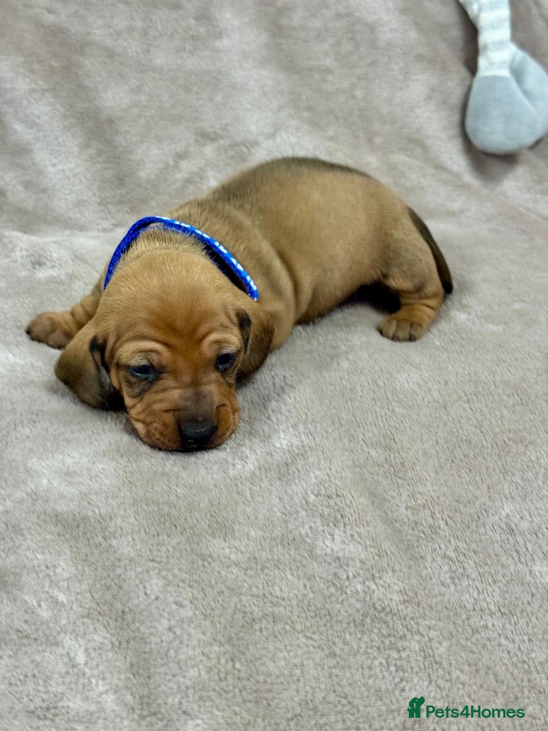 Miniature Dachshund dogs for sale: Beautiful miniature dachshund litter - Advert 19