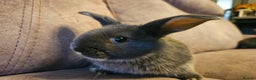 Mixed Breed rabbits for sale: 8 week old grey blue otter netherland dwarf x - Advert 11