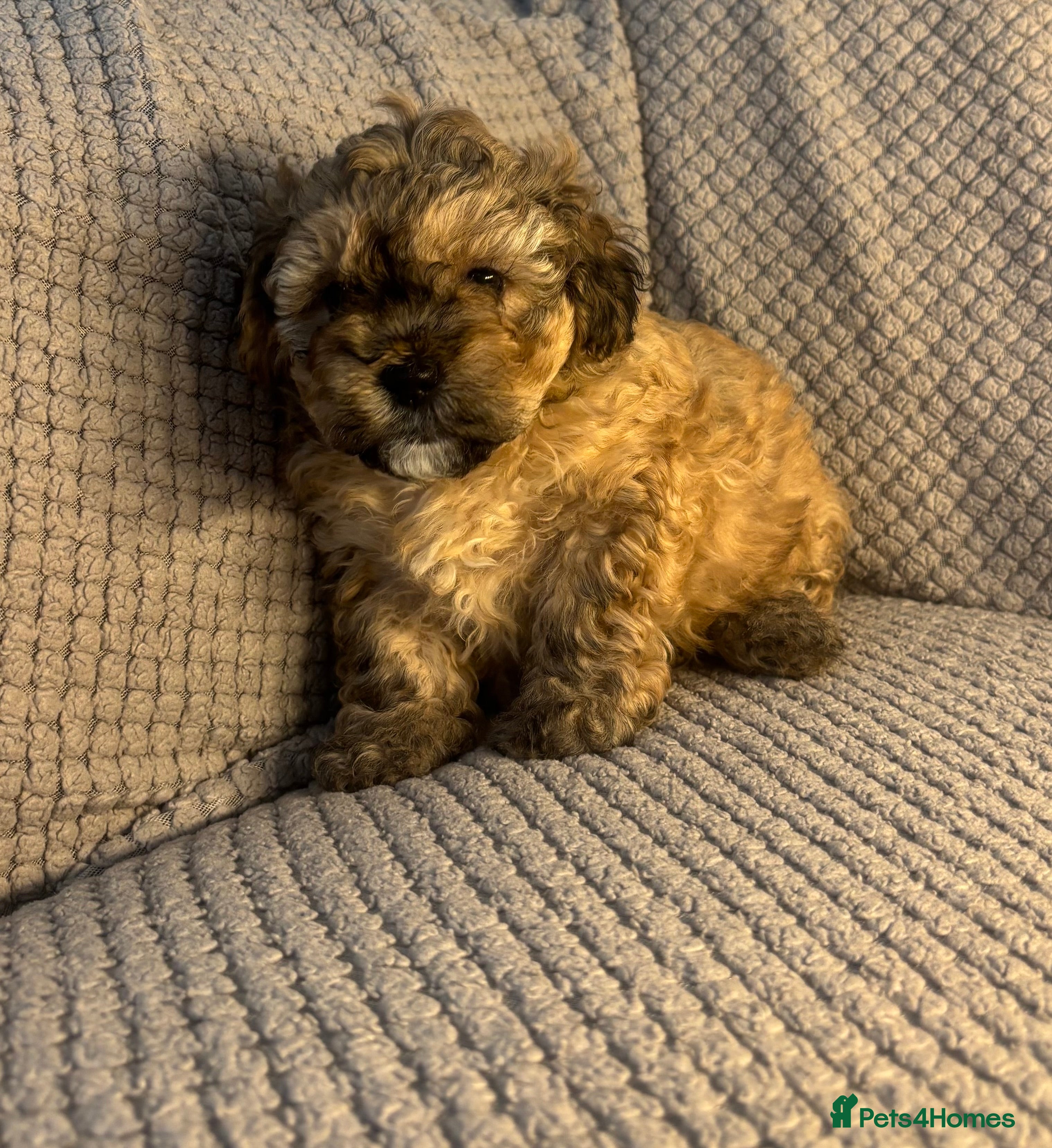 Maltipoo dogs MALTIPOO PUPPIES - Advert 2