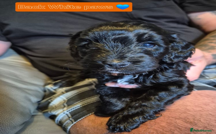 Cockapoo dogs - Advert 8