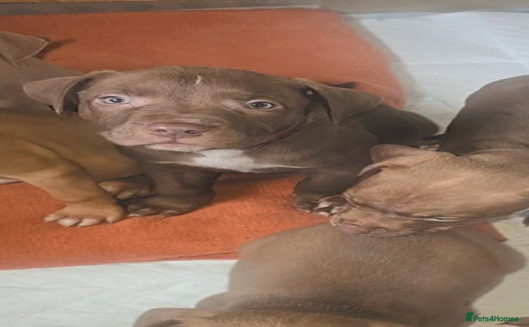 American Bull Staffy dogs - Advert 1