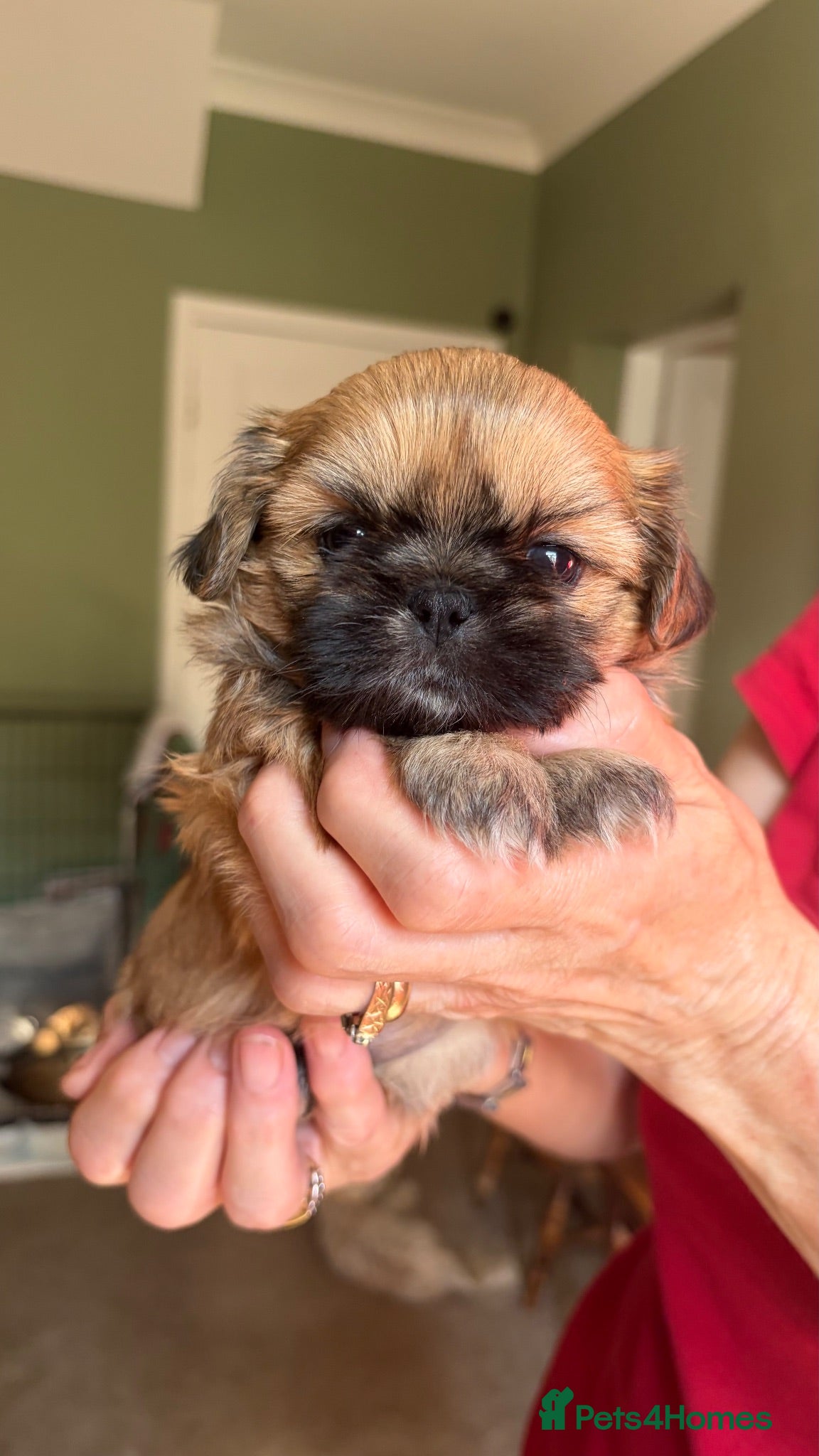 Shih Tzu dogs Incredibly loved Shih Tzu puppies  - Advert 2