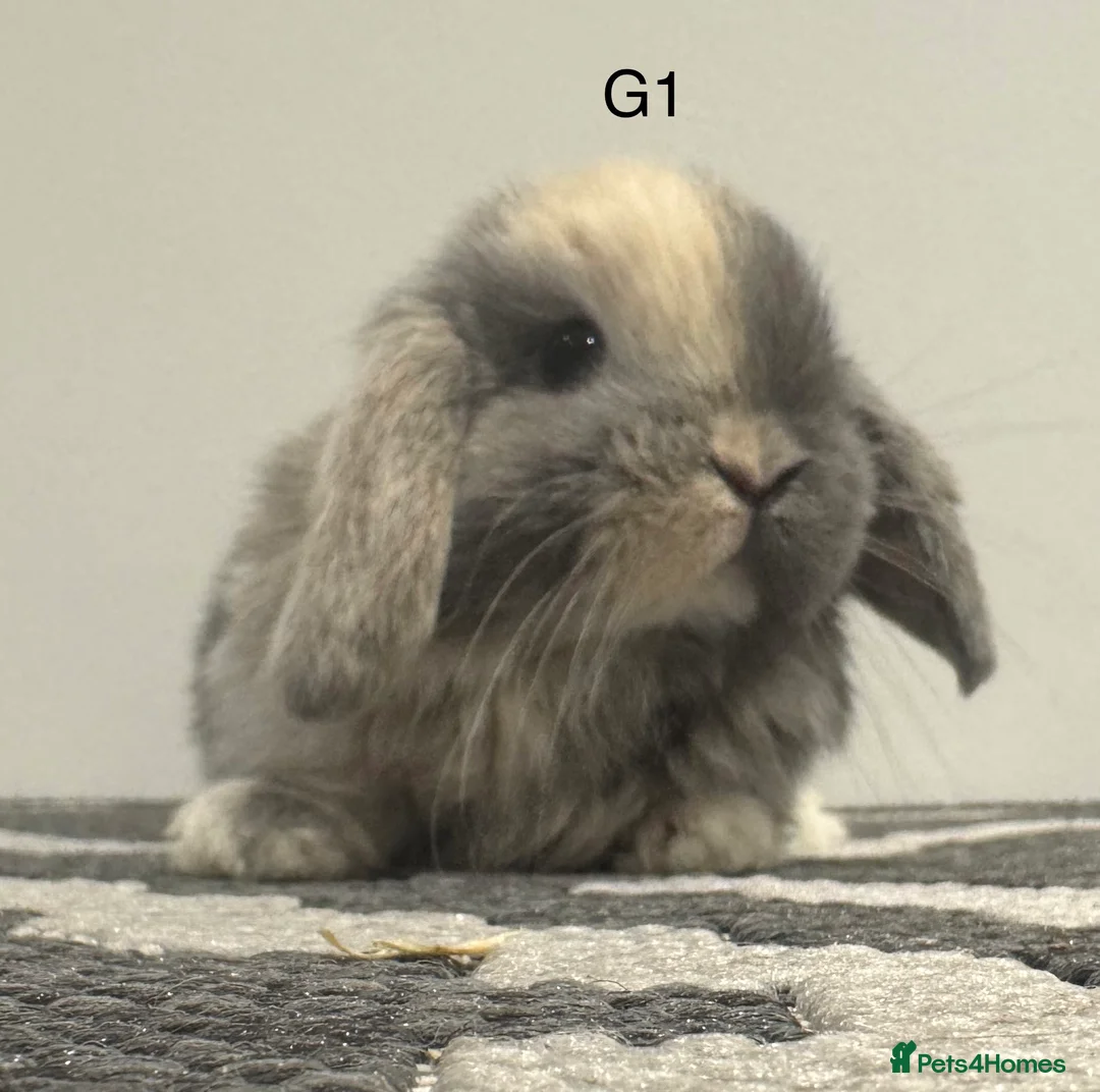 Mini Lop rabbits for sale: Pure bred Mini lops  in Bungay - Advert 1