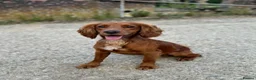 Sprocker dogs for sale: 🩵6 sprocker puppies 💜 - Advert 13