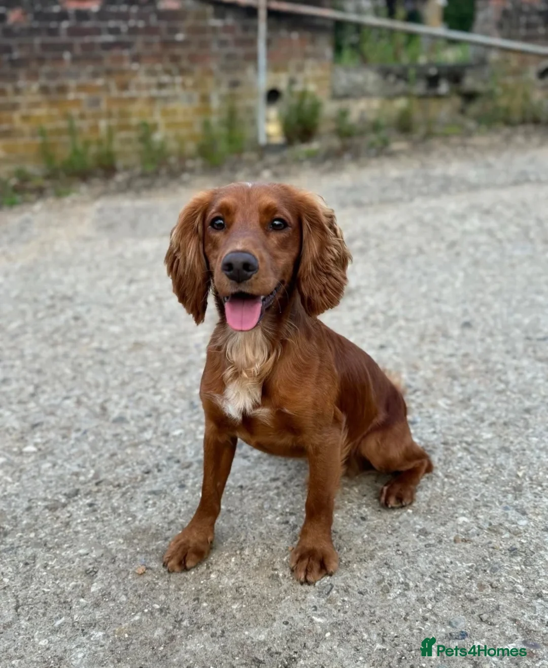 Sprocker dogs for sale: 🩵6 sprocker puppies 💜 - Advert 13