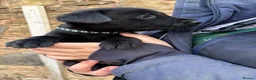 Labrador Retriever dogs for sale: Quality KC Reg Black Labrador Puppies, Ready Now in Dronfield - Advert 12