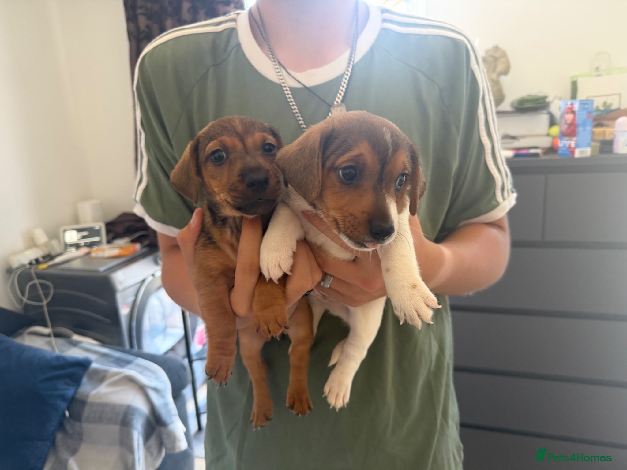 Jack Russell dogs 2 beautiful Jack Russell Puppies  - Advert 1