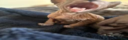 Sphynx cats for sale: Sphynx Kittens - Advert 15
