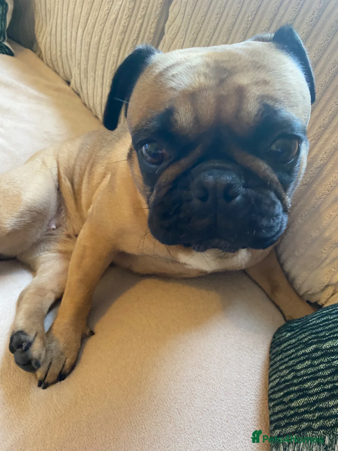 Frug dogs for sale: Beautiful girl . - Advert 1