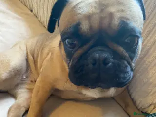 Frug dogs Beautiful girl - Advert 1