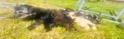 Cavapoo dogs for sale: Stunning little F1B cavapoo boy in Pontypool - Advert 16