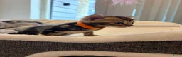 Bengal cats for sale: Four Beautiful Bengal kittens 🐾  - Advert 8