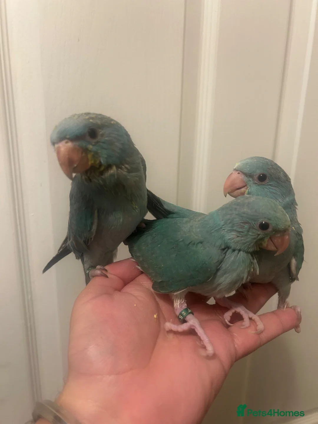 Ringnecks birds for sale: Hand Reared Baby Indian Ringnecks  - Advert 1