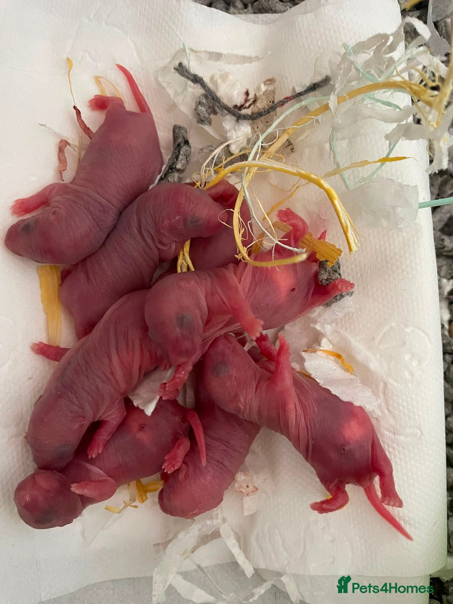 Rat rodents Baby dumbo rats born today ready in 8 weeks  - Advert 12