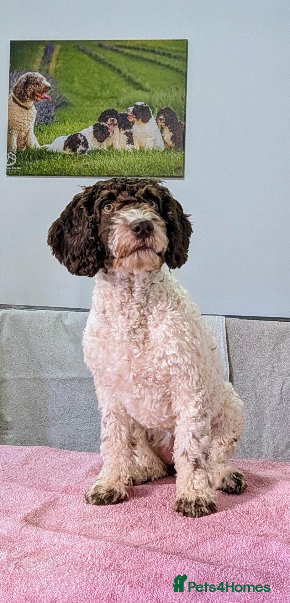 Spanish Water Dog dogs Spanish Water Dog - Advert 1