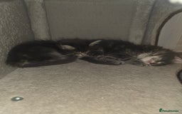 Maine Coon cats for sale: Maine Coon kittens  - Advert 23