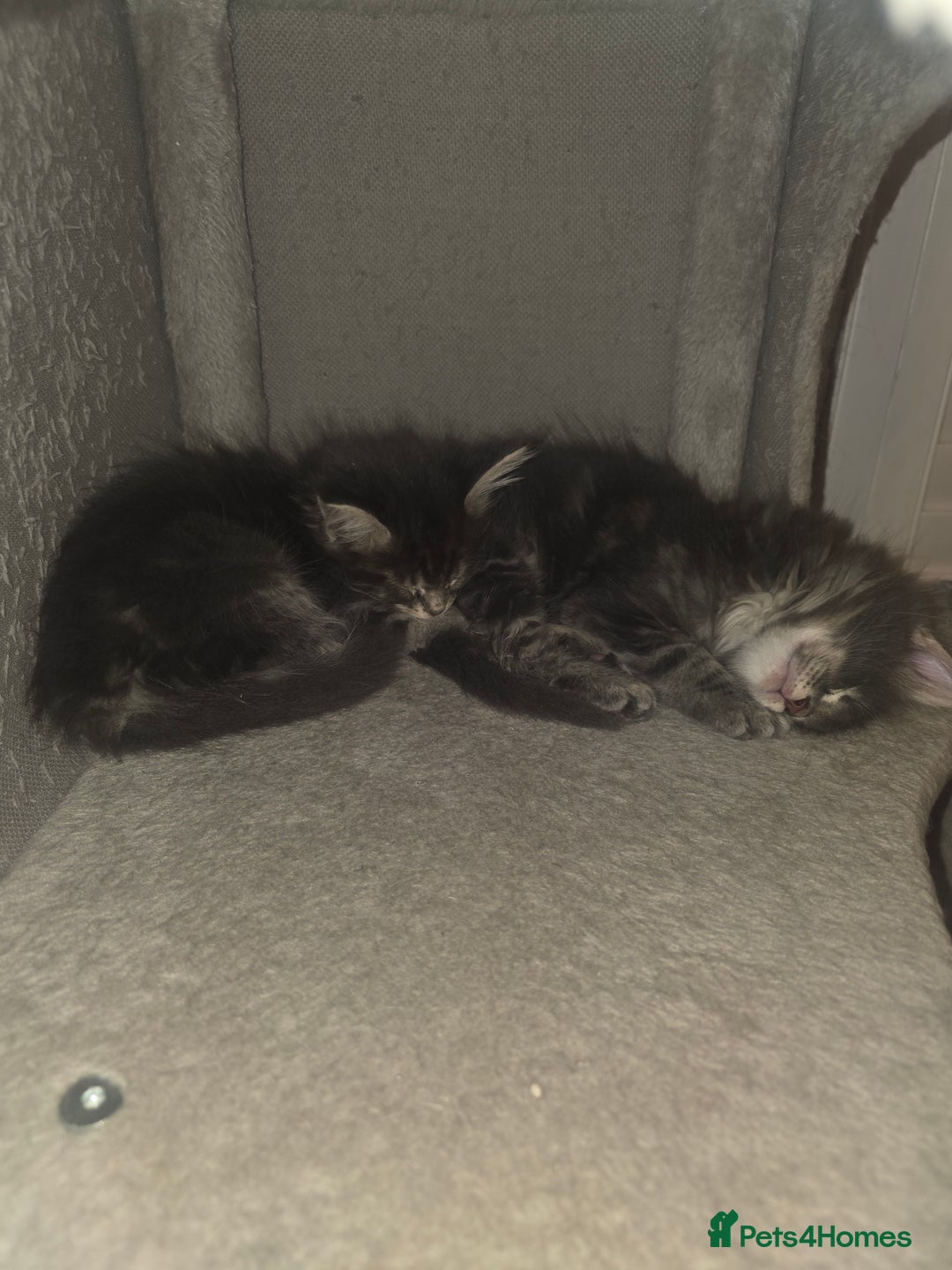 Maine Coon cats for sale: Maine Coon kittens  - Advert 23