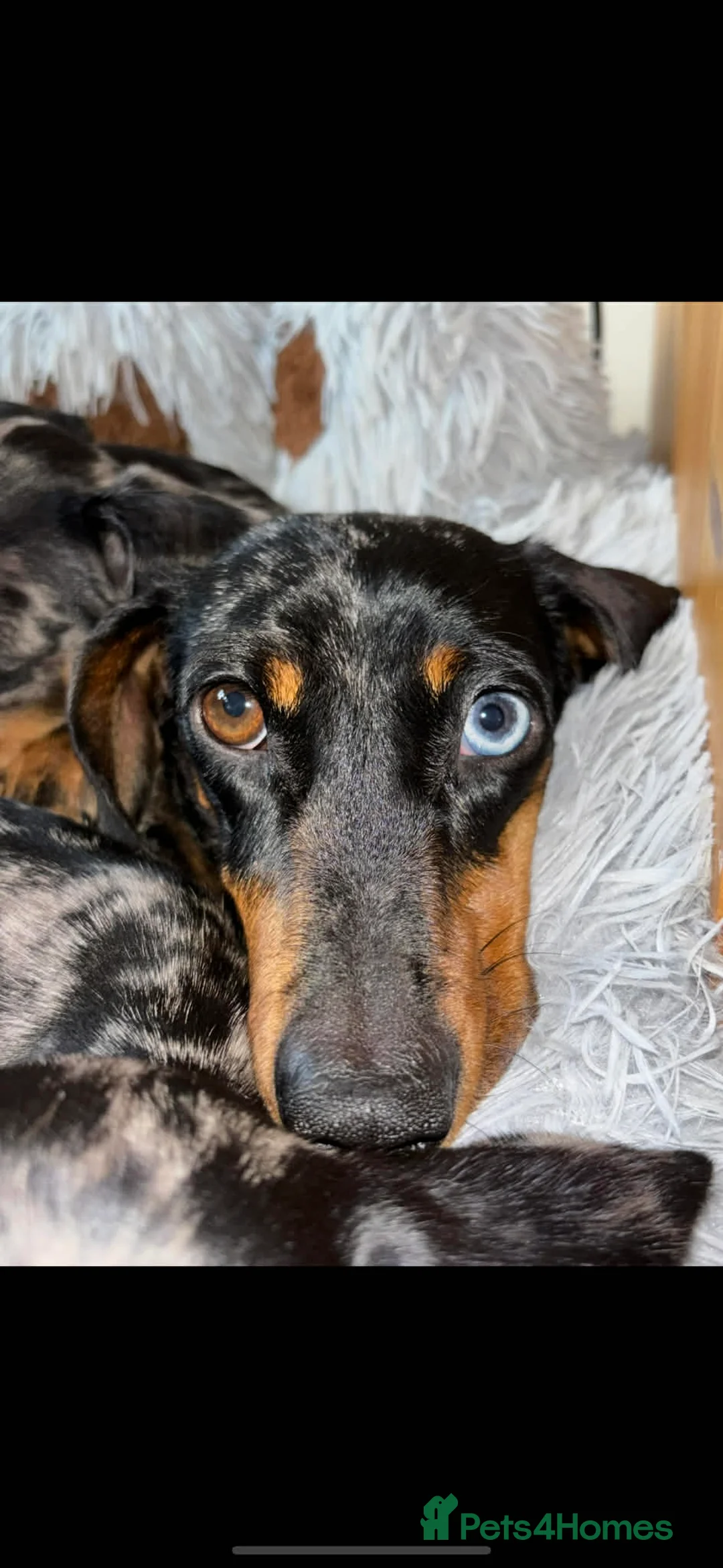 Miniature Dachshund dogs for sale: Miniature dachshund chocolate dapple male pup - Advert 6