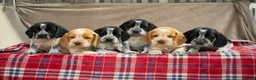 Bocker dogs for sale: STUNNING COCKER X BEAGLE PUPPIES  - Advert 12