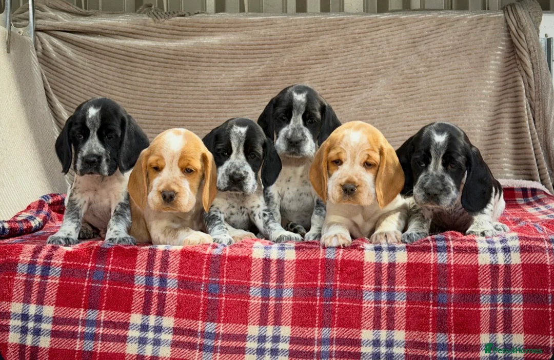Bocker dogs for sale: STUNNING COCKER X BEAGLE PUPPIES  - Advert 12