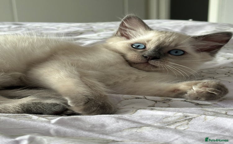 Ragdoll cats - Advert 3