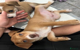 Mixed Breed dogs for sale: Staffy x Australian Kelpie  - Image 7