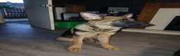 German Shepherd dogs for sale: German shepherd for sale - Advert 1