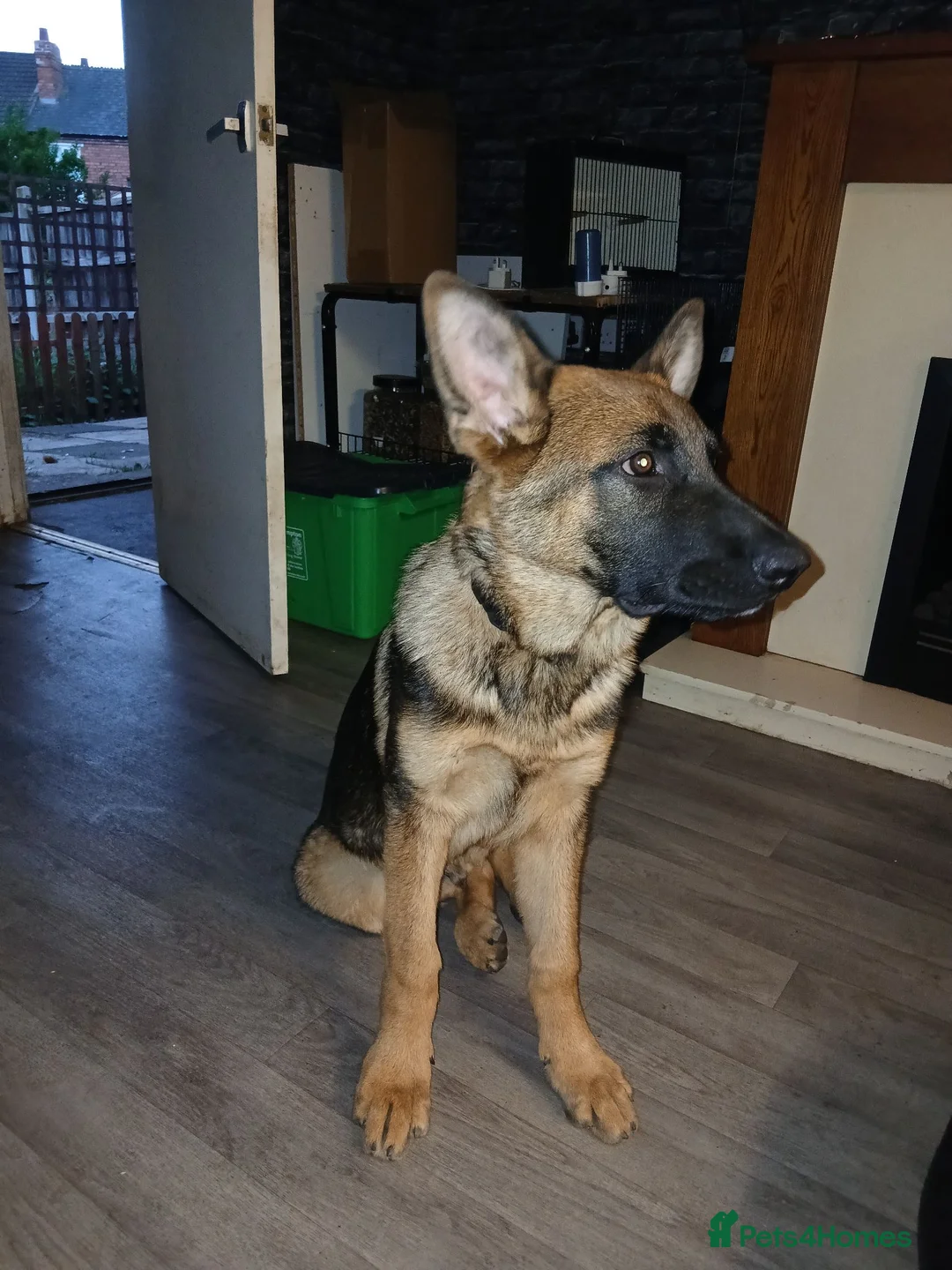 German Shepherd dogs for sale: German shepherd for sale - Advert 1