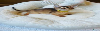 Abyssinian Kitten 5
