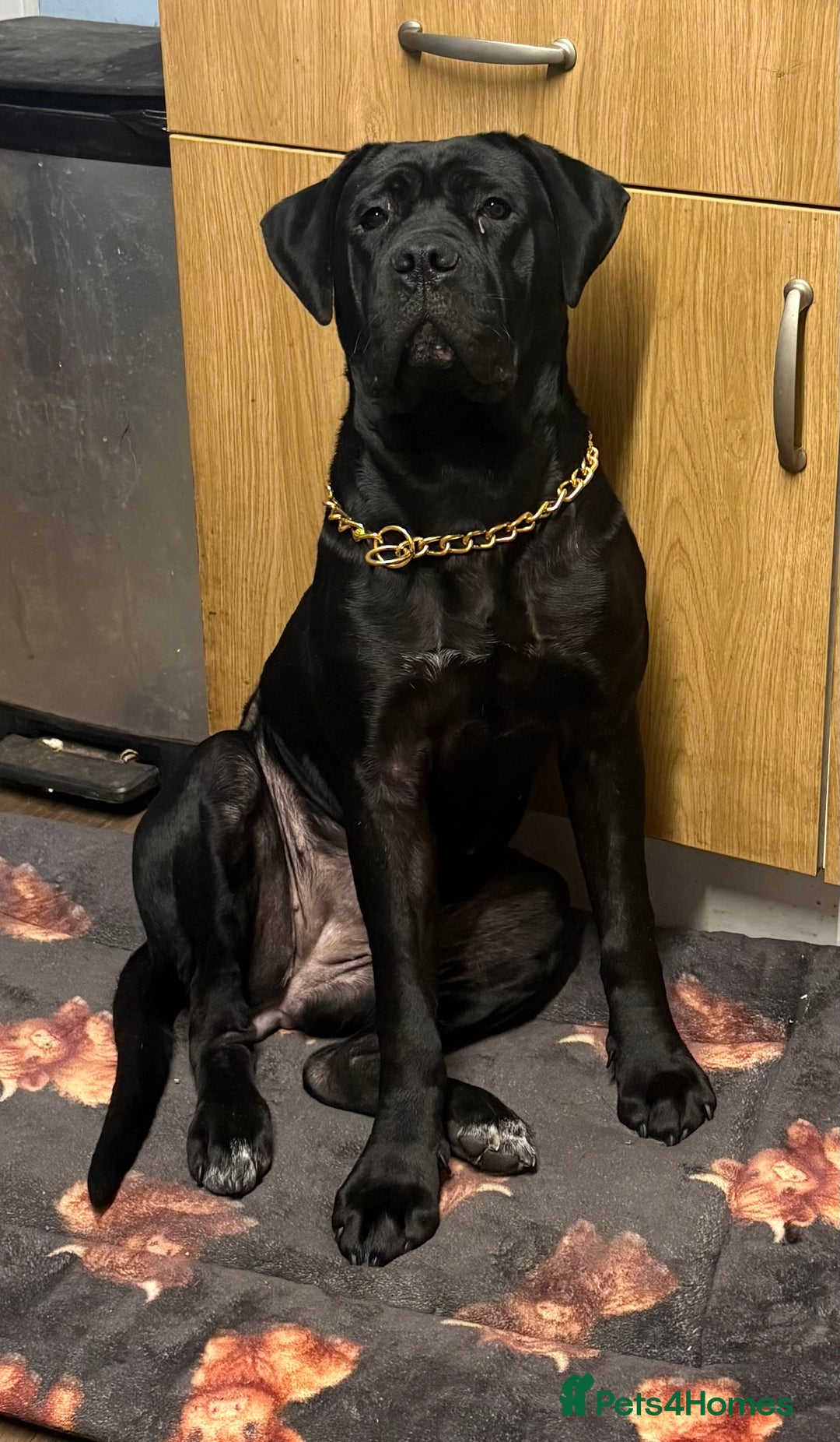 Cane Corso dogs for sale: Female cane corso 10 months  - Image 2