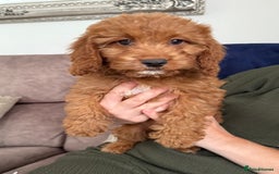 Cockapoo dogs for sale: Cockerpoo Puppies - Image 24