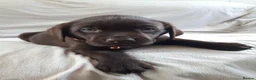 Labrador Retriever dogs for sale: Super Chocolate KC Reg Pups- Health Tested Parents - Advert 7