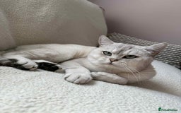 British Shorthair cats for stud: British short heer - Image 2