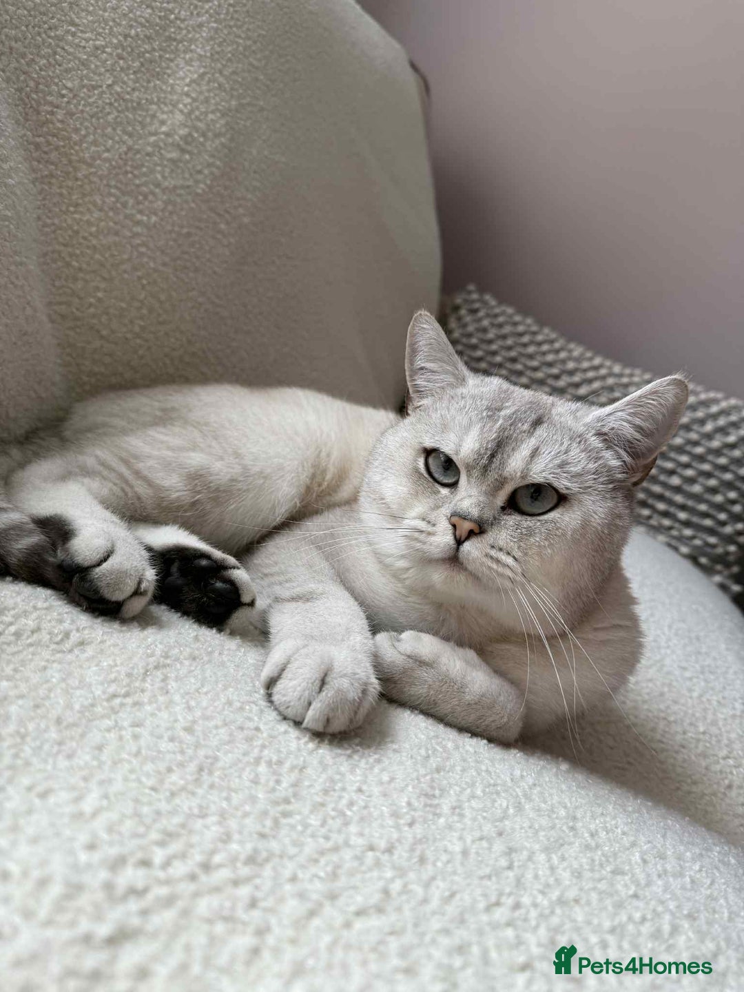 British Shorthair cats for stud: British short heer - Image 2