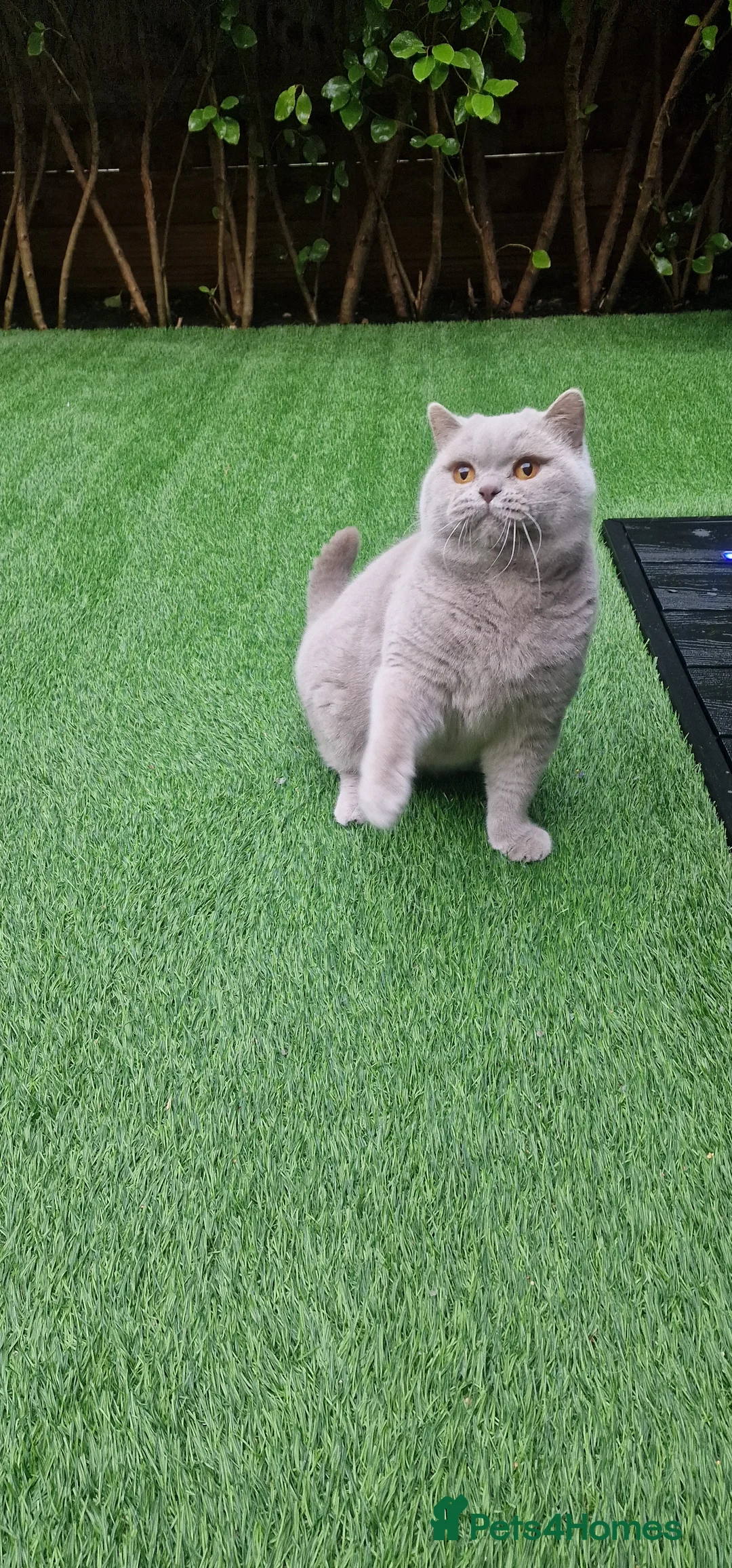British Shorthair cats for stud: 🌟Exclusive Import ⭐World-Class Type🌟 - Advert 22