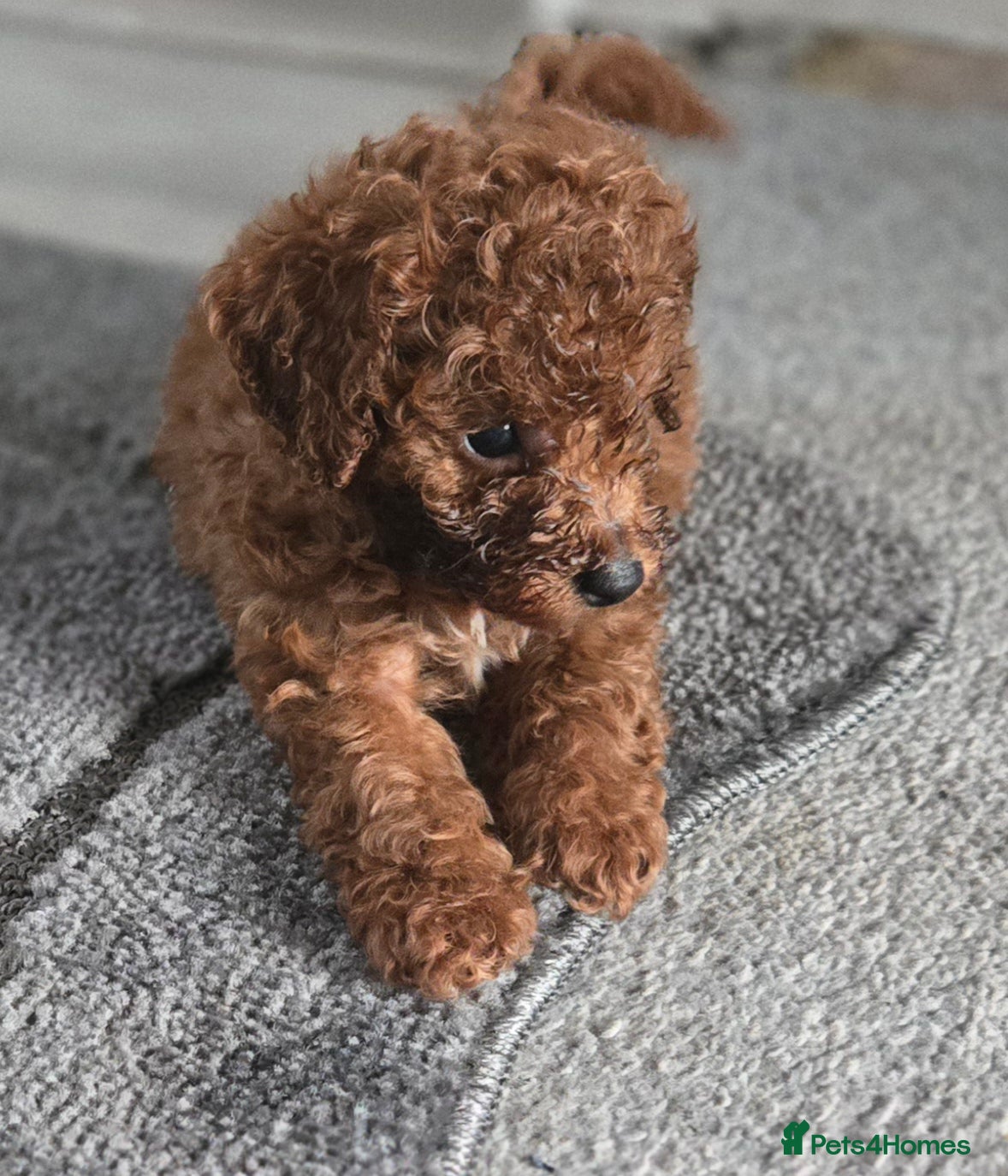 Toy Poodle dogs Toy poodles  - Advert 7