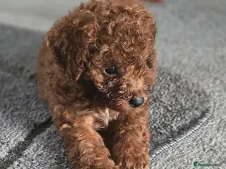 Toy Poodle dogs Toy poodles - Advert 7