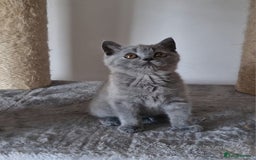 British Shorthair cats for sale: Tica Registered Blue British Shorthair kittens - Image 14