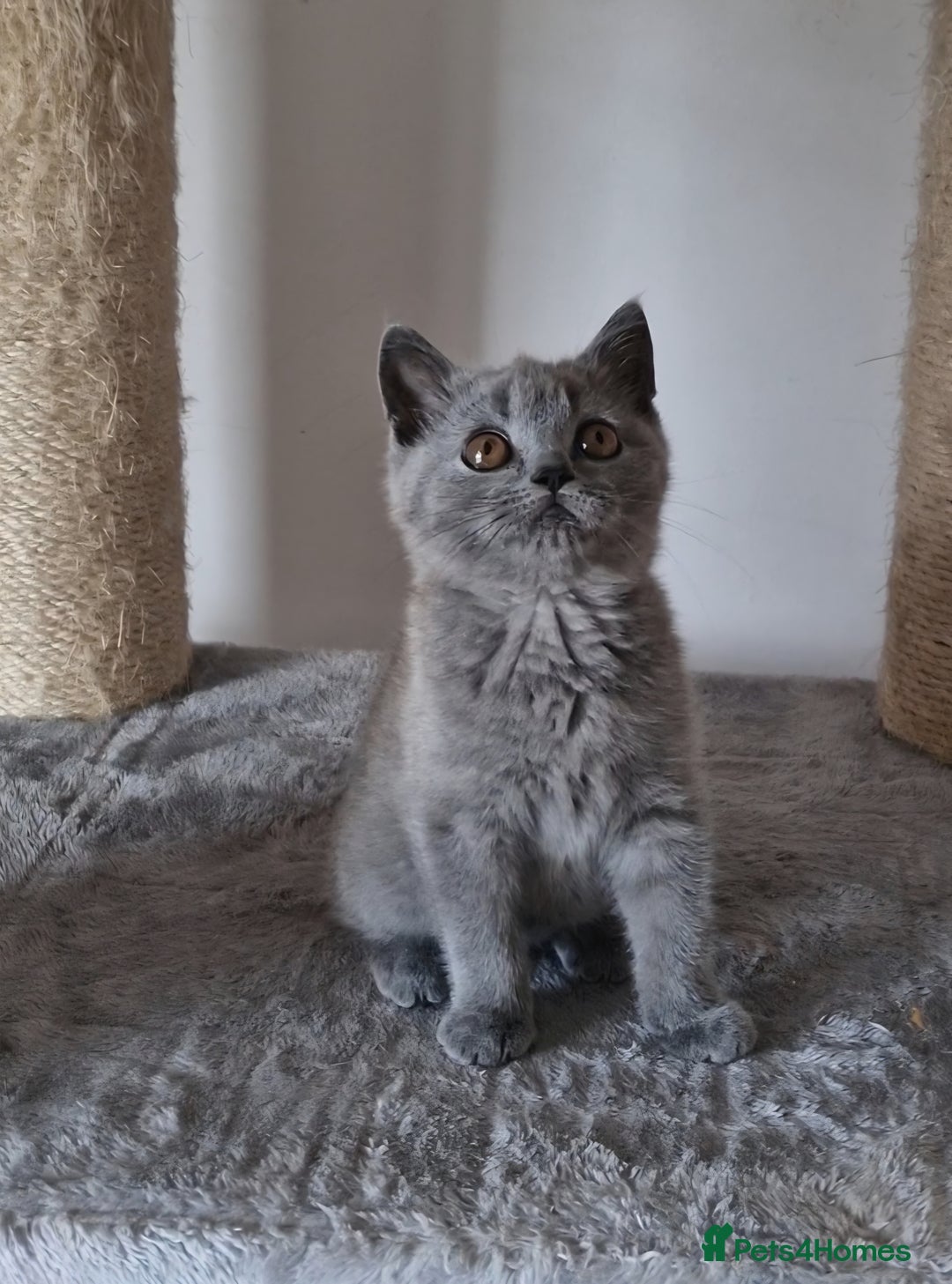 British Shorthair cats for sale: Tica Registered Blue British Shorthair kittens - Image 14