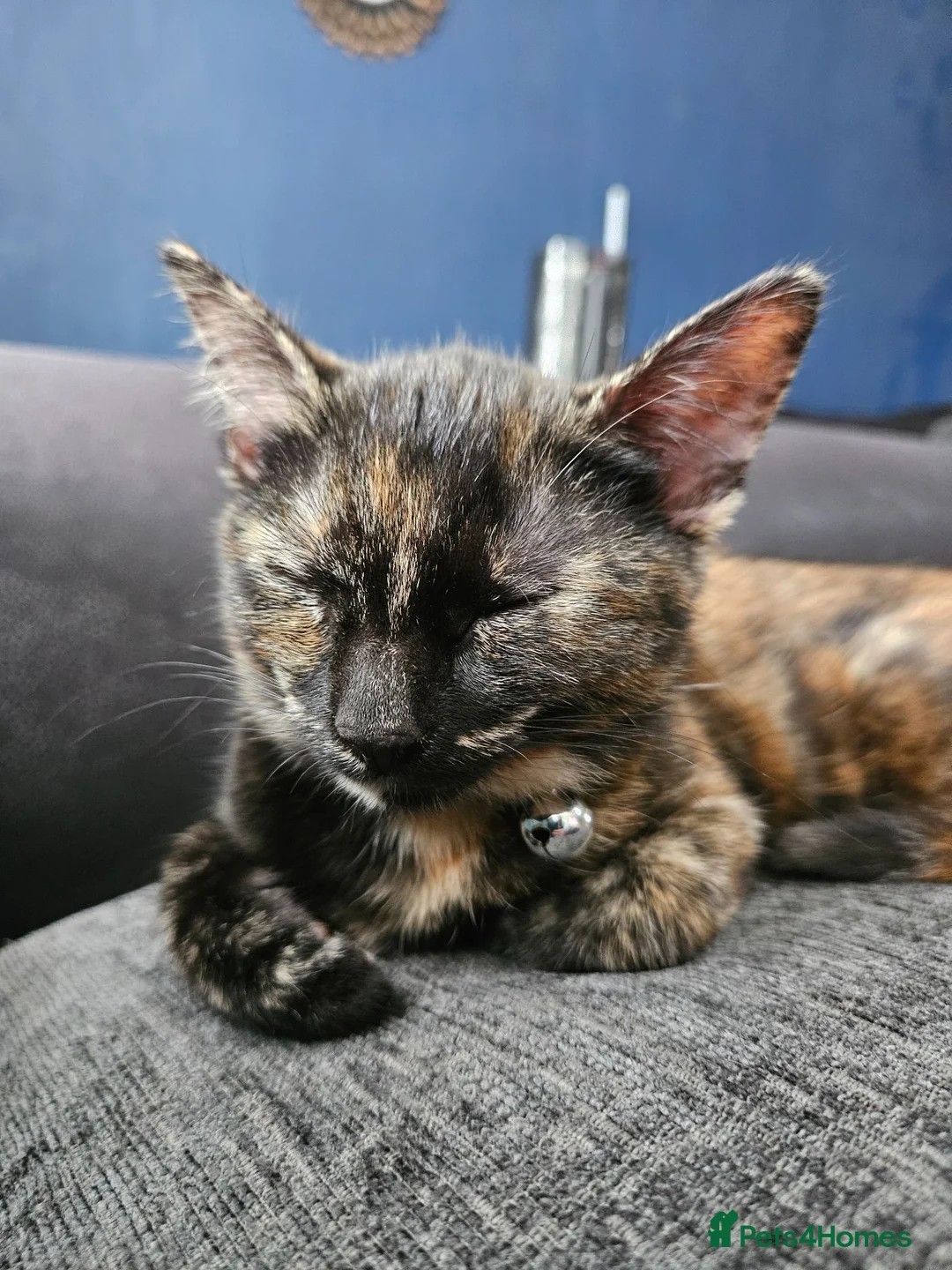 Mixed Breed cats for sale: 2 bonded kittens for sale in Stanley - Advert 2