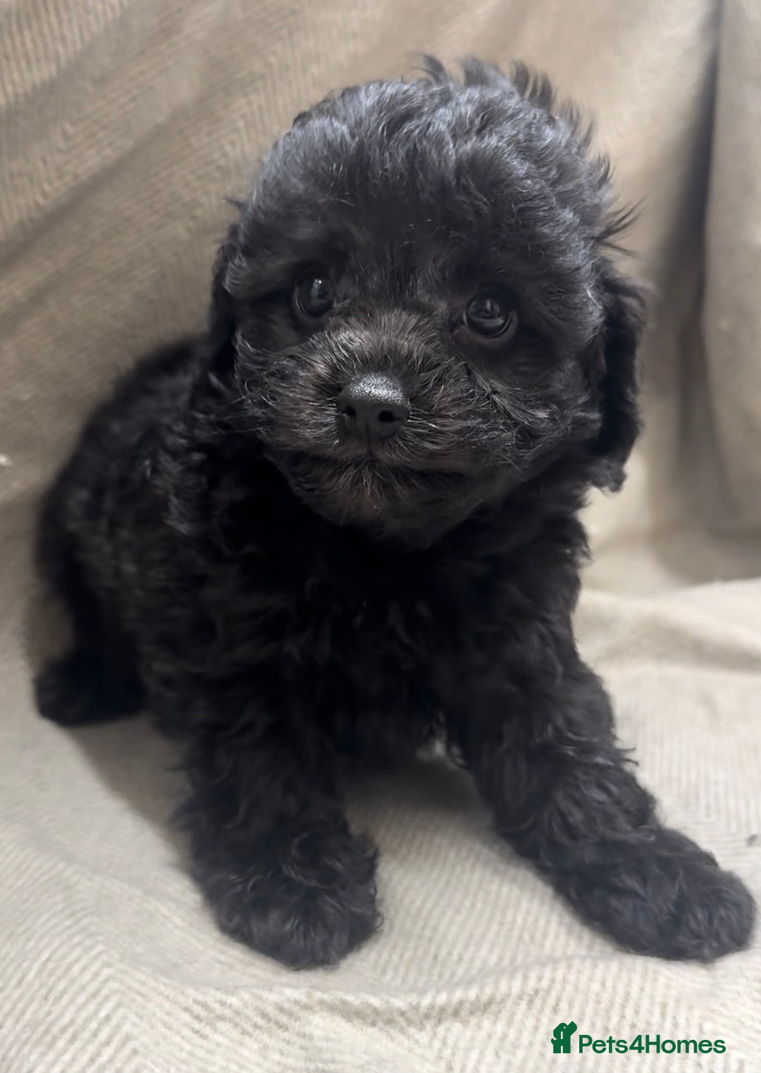 Cavapoo dogs for sale: Beautiful fully DNA tested Cavapoo's  - Image 7