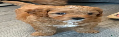 Cavapoo 2