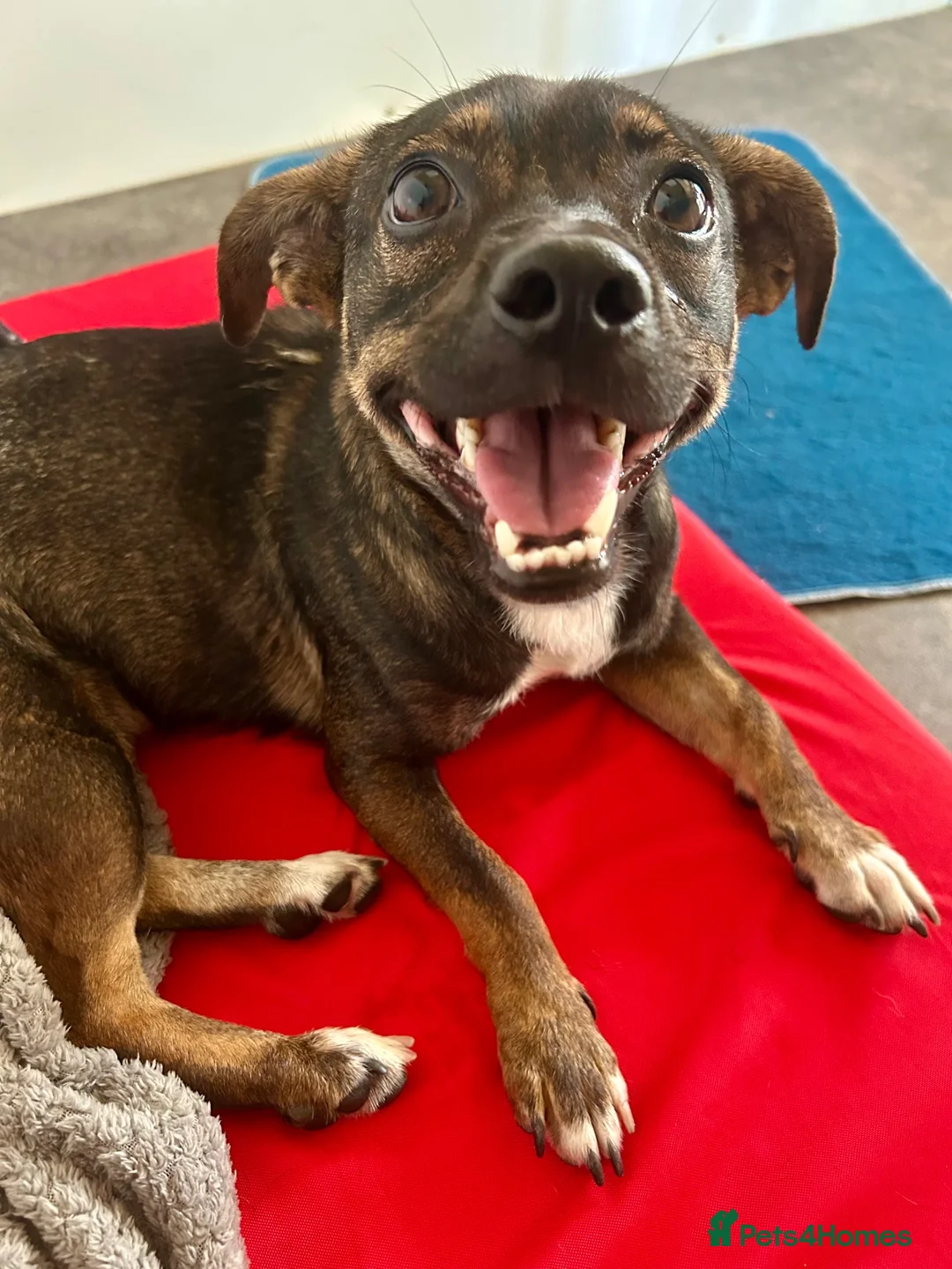 Mixed Breed dogs for adoption: Star ⭐️ 18 months old | 9.5 kg  in Fareham - Advert 9